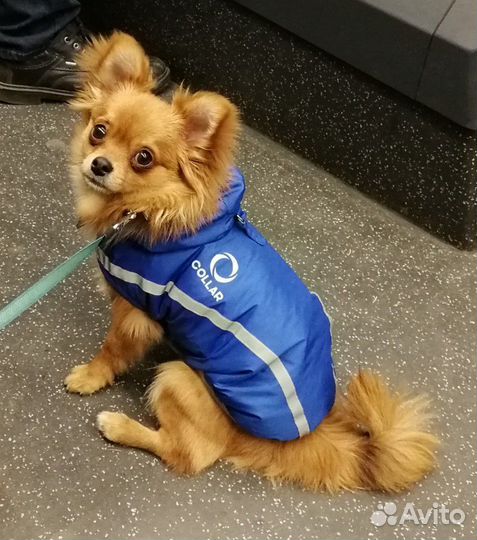 Парень согласен жениться