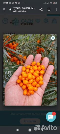 Облепиха ягоды