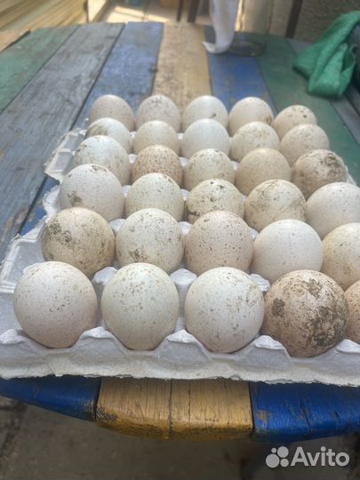 Яйцо на инкубацию индюшинное