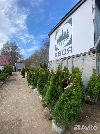 Туя Смарагд 160 см из питомника