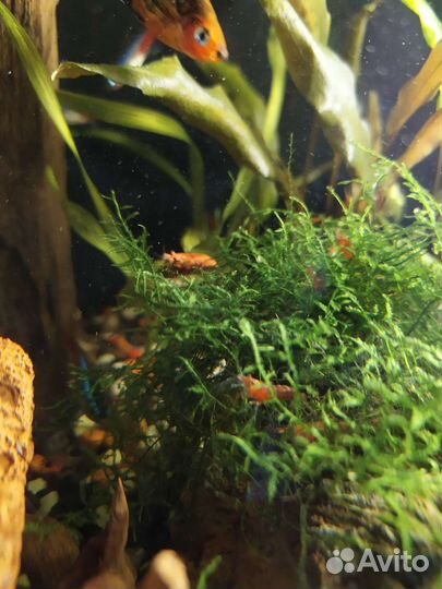 Креветки вишня красные