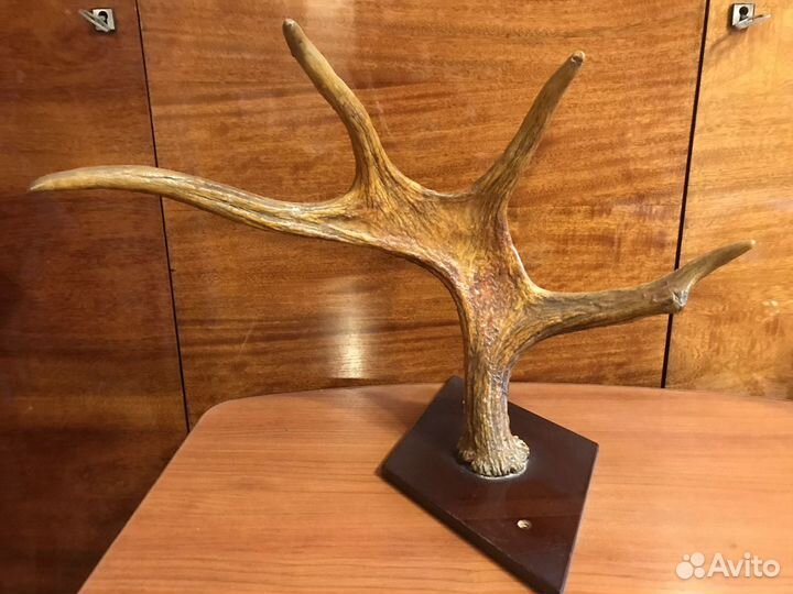 Рога лося и косули