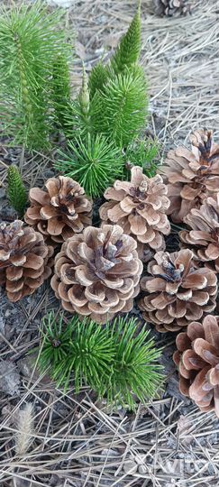 Шишки сосновые