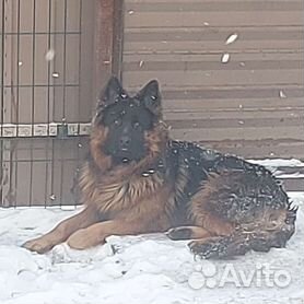 Собаки и щенки немецкой овчарки