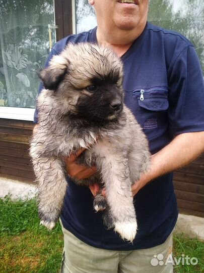 Щенок в добрые руки