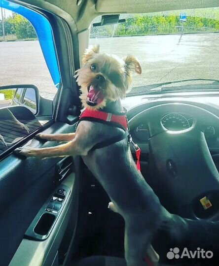 Йоркширский терьер вязка