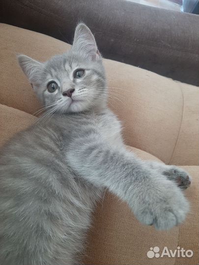 Шотландский