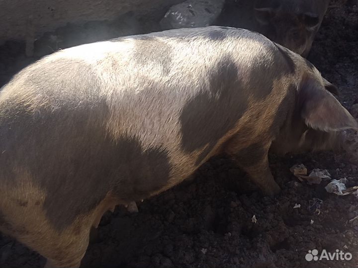 Поросята. Свиноматки