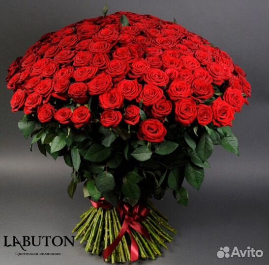 Розы. Букет 101 роза. Цветы Красноярск