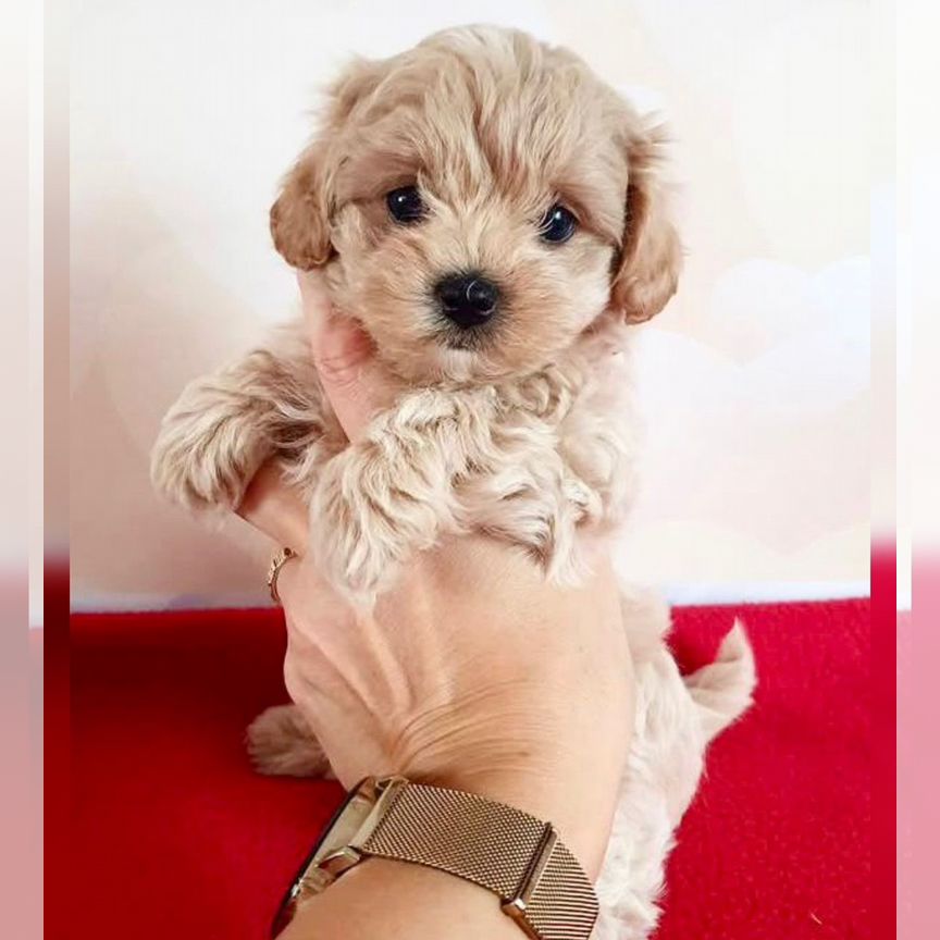 Мальтипу ф1 мини. Топовые maltipoo f1