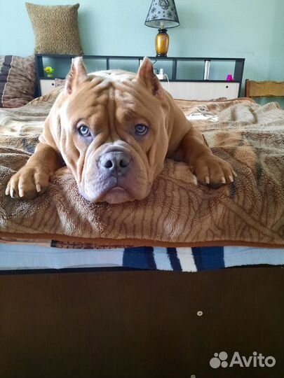 Вязка собак американский Булли