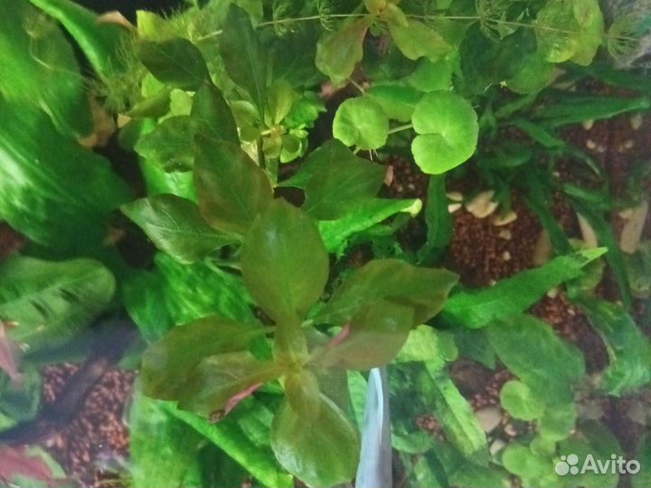 Аквариумные рыбки Пельвикахромис улитки растения