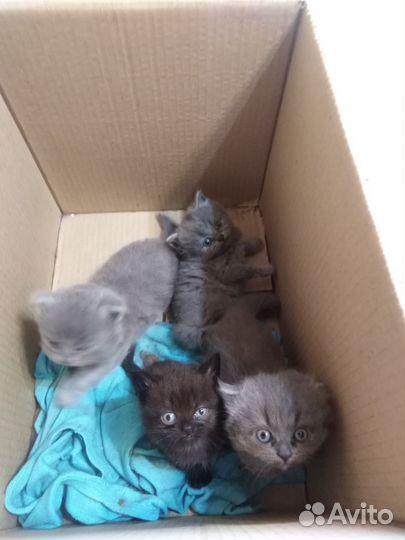 Вислоухие котята отдам
