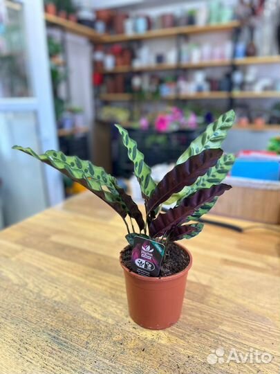 Комнатные растения:Калатея Lancifolia