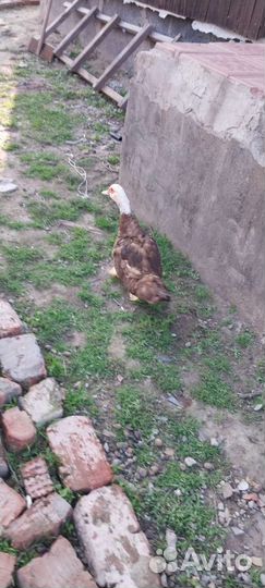 Индоутка, утки