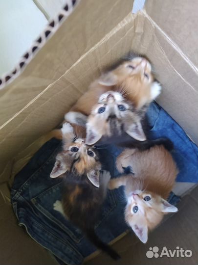 Котята в добрые руки