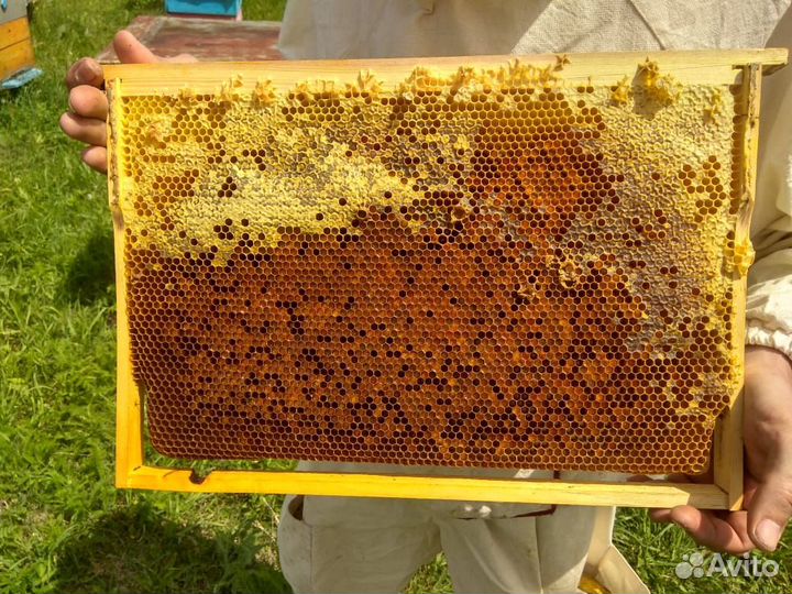 Пыльца пчелиная, обножка весенняя 2024г