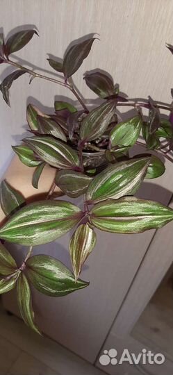 Традесканция Discolor multicolor