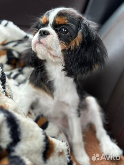 Кинг чарльз спаниель