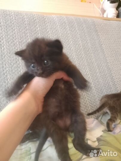 Отдам в добрые руки котят