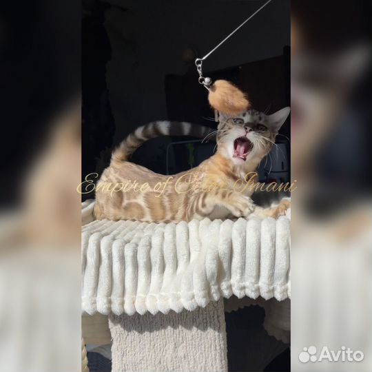Имани. Бенгальская клубная кошечка