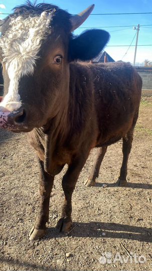 Бычки и быки