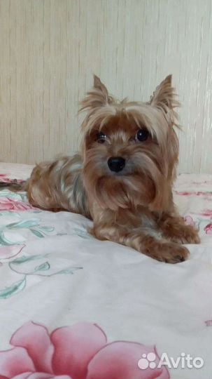 Йоркширский терьер Вязка