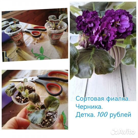 Сортовые фиалки