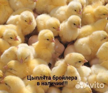 Цыплята бройлера Росс-308