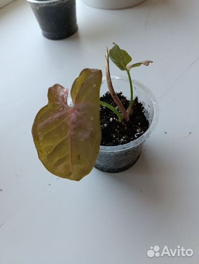 Сингониум неон, серый призрак, манго алюжн