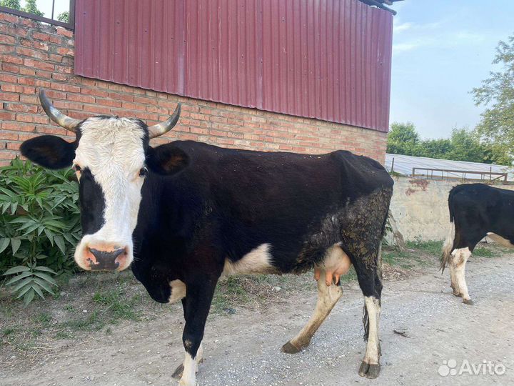 Продам скотину