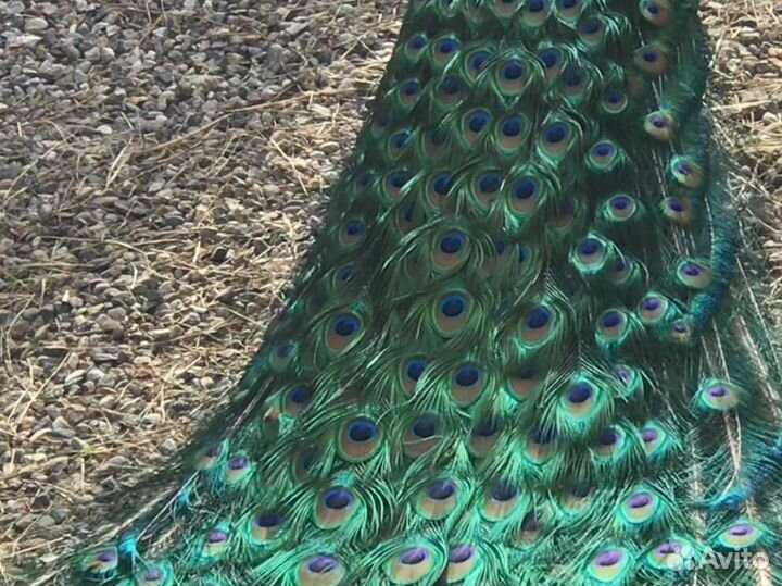 Павлинка с павлинятами