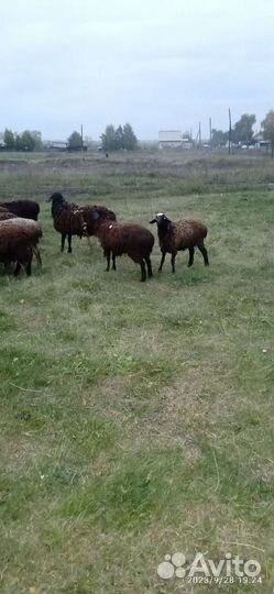 Продаю молодых баранчиков