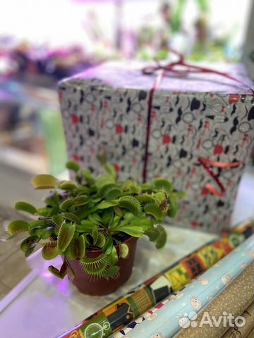 Венерина мухоловка (Дионея)