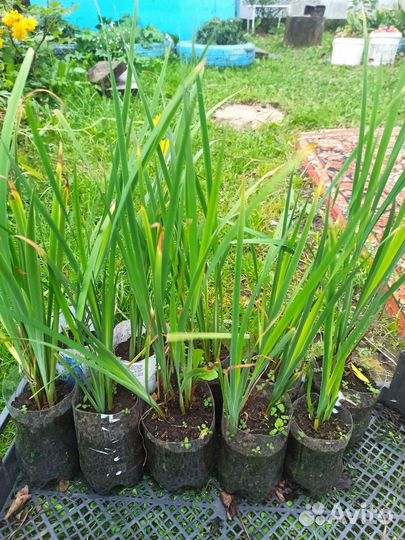 Ирис сибирский