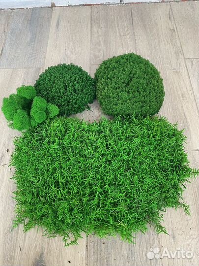 Стабилизированный мох