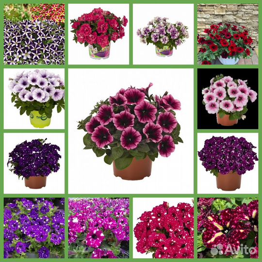 Рассада ампельной кустовой петунии бархатцев