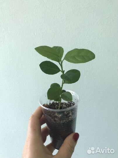 Лимонное дерево. Пеперомия