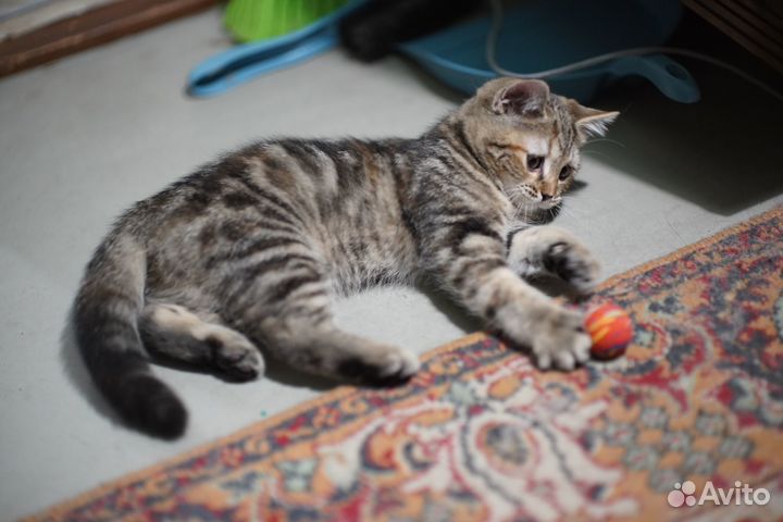 Кошечки метисы (отец Британский)