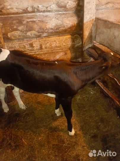 Продам телочек от молочных коров