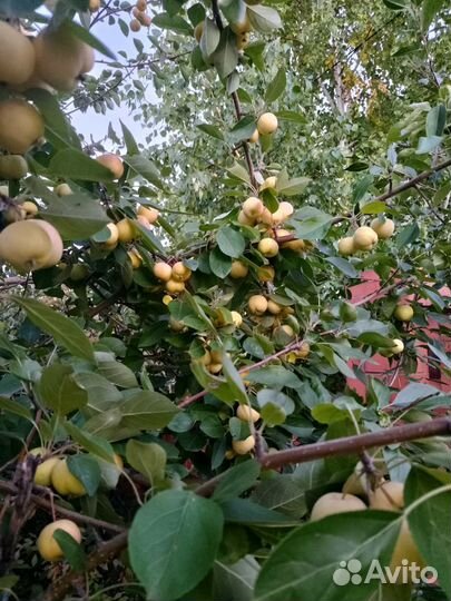 Яблоки ранетки