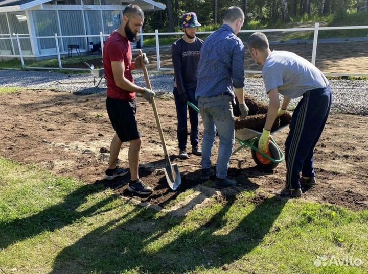 Качественный газон эконом