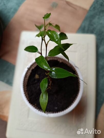 Фикус бенджамина