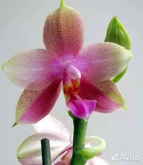 Орхидея Лиодоро ароматная с горшком