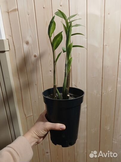 Замиокулькас