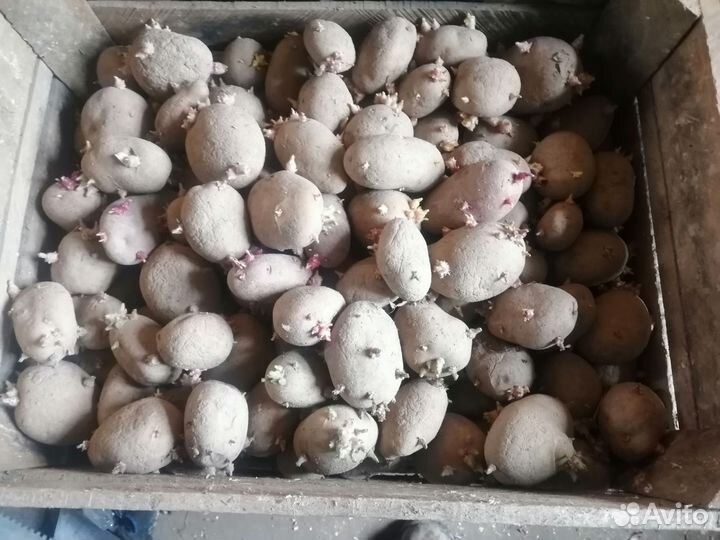 Картофель на посадку