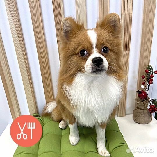 Груминг собак и кошек