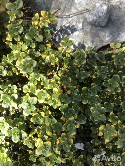 Тимьян Чабрец вариегатный