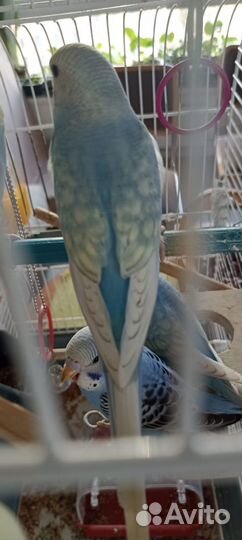 Птенцы волнистых попугаев