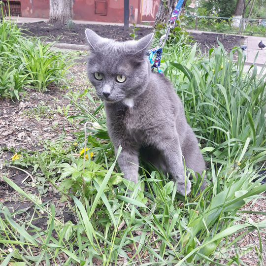 В добрае руки бесплатно кошечка русская голубая